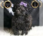 Small #1 Poodle (Toy)