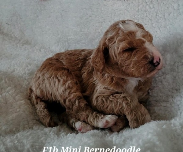 Medium Photo #1 Bernedoodle (Miniature) Puppy For Sale in ELKHART, IA, USA