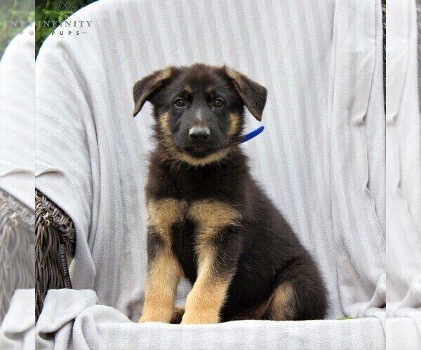 Medium Photo #3 German Shepherd Dog Puppy For Sale in KINZERS, PA, USA