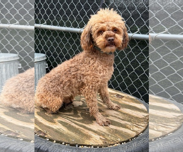 Medium Photo #4 Poodle (Miniature) Puppy For Sale in Mukwonago, WI, USA