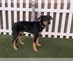 Rottweiler-Unknown Mix Dogs for adoption in Modesto, CA, USA