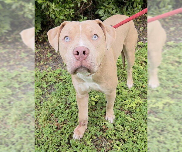 Medium Photo #1 American Staffordshire Terrier Puppy For Sale in Fort Lauderdale, FL, USA