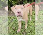 FORREST - Male American Staffordshire Terrier Dog for Adoption - Small photo