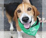 Small #2 Beagle Mix
