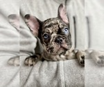 Small Photo #5 French Bulldog Puppy For Sale in SACRAMENTO, CA, USA