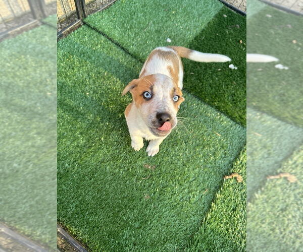 Medium Photo #2 Siberian Husky-Unknown Mix Puppy For Sale in Springdale, PA, USA