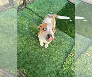 Diggory - Male Siberian Husky-Unknown Mix Dog for Adoption - Photo #2