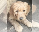 Small Photo #2 Goldendoodle Puppy For Sale in MIDLOTHIAN, VA, USA