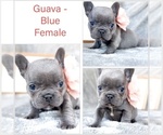 Small #1 French Bulldog