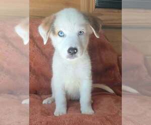 Great Pyrenees-Unknown Mix Dogs for adoption in Brewster, NY, USA