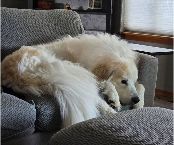 Medium Photo #2 Great Pyrenees Puppy For Sale in Missoula, MT, USA