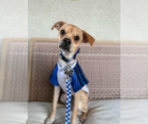 Chihuahua-Unknown Mix Dogs for adoption in Visalia, CA, USA