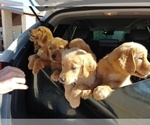 Small Photo #4 Golden Retriever Puppy For Sale in ALVARADO, TX, USA