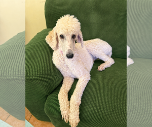 Poodle (Standard)-Unknown Mix Dogs for adoption in Pacolet, SC, USA