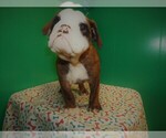 Small Photo #1 Beabull Puppy For Sale in PATERSON, NJ, USA