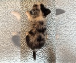 Small #2 Chihuahua