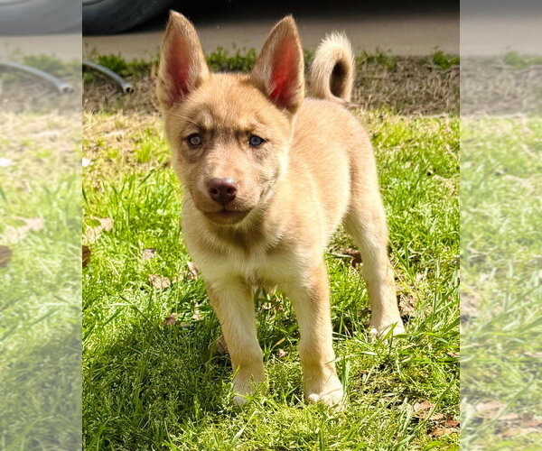 Medium Photo #2 Gerberian Shepsky Puppy For Sale in Claremore, OK, USA