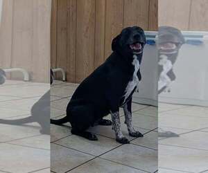 Cookie *Help! I need a foster home!* - Female Lab-Pointer Dog for Adoption - Photo #3