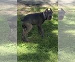 Small #23 Cane Corso