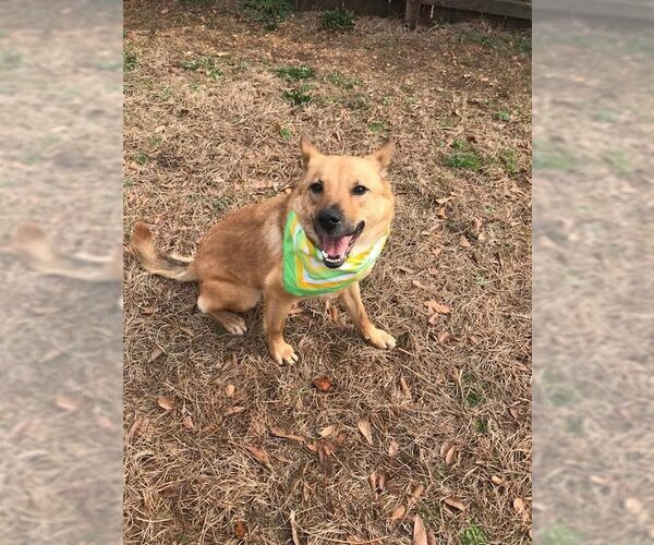 Medium Photo #3 Mutt Puppy For Sale in Jackson, MS, USA