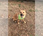 Small #2 Mutt