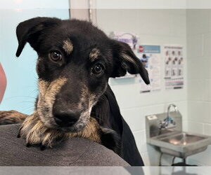 Labrador Retriever-Unknown Mix Dogs for adoption in Tavares, FL, USA