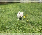 Small #5 Pomsky