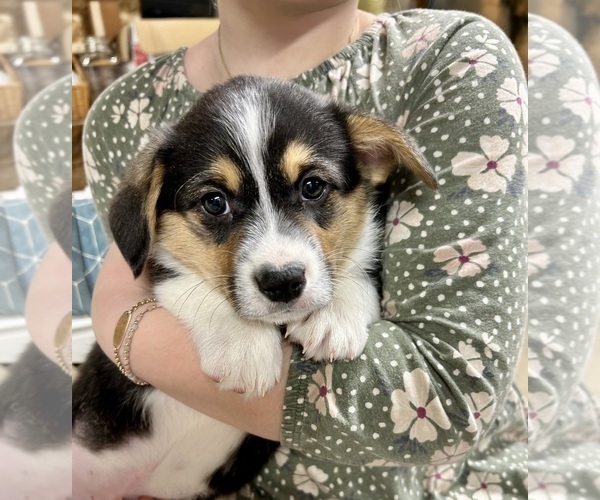 Medium Photo #23 Pembroke Welsh Corgi Puppy For Sale in ROCK VALLEY, IA, USA