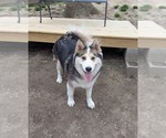 Small Siberian Husky