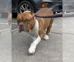 Bulldog Dogs for adoption in Virginia Beach, VA, USA