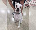 Small #11 Boxer Mix