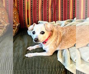 Medium Chihuahua