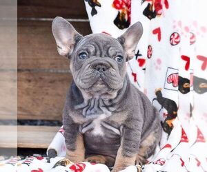 French Bulldog Puppy for sale in QUARRYVILLE, PA, USA