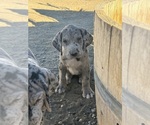 Puppy Puppy 3 Great Dane