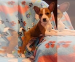 Small #6 Basenji