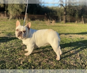 Father of the French Bulldog puppies born on 02/28/2021