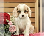 Small Cavachon