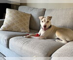 Small #3 American Staffordshire Terrier Mix