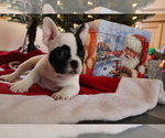 Small Photo #6 French Bulldog Puppy For Sale in OSHKOSH, WI, USA