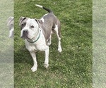 Small Photo #1 American Bulldog Puppy For Sale in MIDDLEBURY, IN, USA