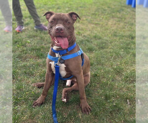 Medium Photo #3 American Pit Bull Terrier Puppy For Sale in Boston, MA, USA