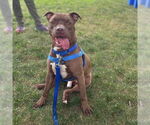 Small #2 American Pit Bull Terrier