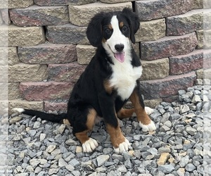 Bernese Mountain Dog Puppy for sale in DUNDEE, OH, USA