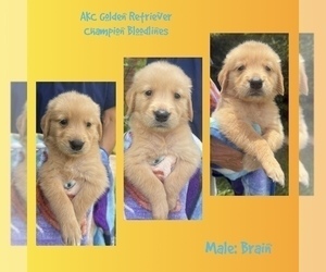 Medium Golden Retriever