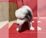Small #3 Miniature Australian Shepherd