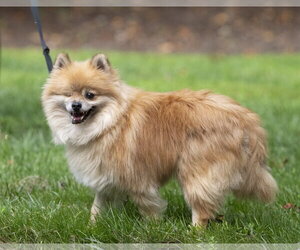 Davis - Male Pomeranian Dog for Adoption - Photo #2