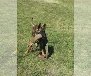 Mother of the Belgian Malinois puppies born on 10/04/2022