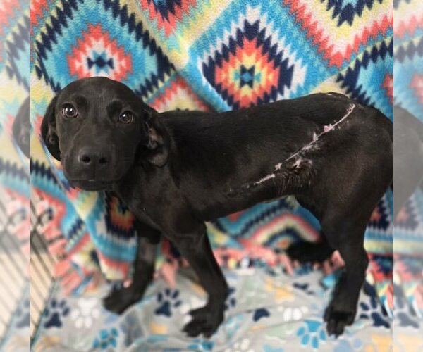 Medium Photo #6 Labrador Retriever-Unknown Mix Puppy For Sale in New York, NY, USA