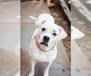 Boxer-Unknown Mix Dogs for adoption in Richmond, VA, USA