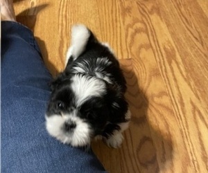 Shih Tzu Puppy for sale in FRANKLIN, NC, USA